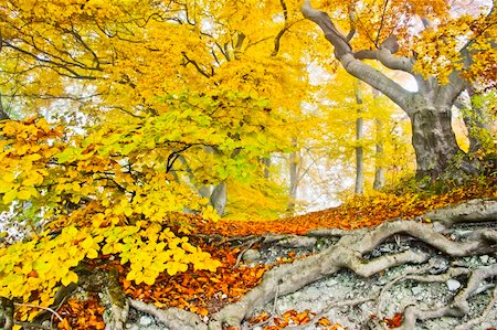 seasonal change - An image of a beautiful yellow autumn forest Stock Photo - Budget Royalty-Free & Subscription, Code: 400-05716802