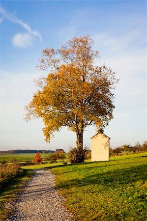 sycamore tree pictures - An image of a nice autumn landscape Stock Photo - Budget Royalty-Free & Subscription, Code: 400-05716861