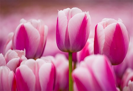 simsearch:400-05891971,k - Picture of beautiful pink tulips on shallow deep of field Stock Photo - Budget Royalty-Free & Subscription, Code: 400-05717509