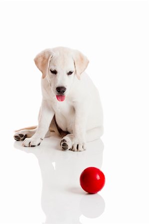 small white dog with fur - Labrador retriever puppy playing with a red ball, isolated on white Stock Photo - Budget Royalty-Free & Subscription, Code: 400-05717516