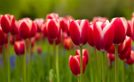 simsearch:400-05891971,k - Picture of beautiful tulips on shallow deep of field Stock Photo - Budget Royalty-Free & Subscription, Code: 400-05717510