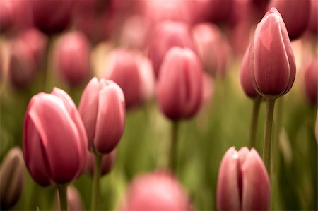 simsearch:400-05891971,k - Picture of beautiful tulips on shallow deep of field Stock Photo - Budget Royalty-Free & Subscription, Code: 400-05717511