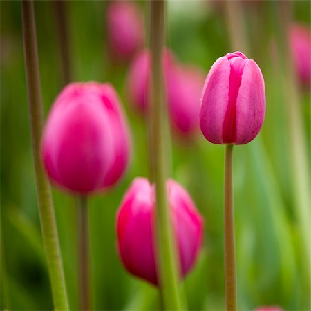 simsearch:400-05891971,k - Picture of beautiful pink tulips on shallow deep of field Stock Photo - Budget Royalty-Free & Subscription, Code: 400-05717513