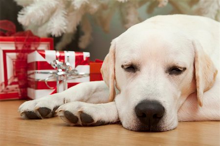 single christmas ball ornament - Beautiful Labrador retriever on Christmas day lying on the floor Stock Photo - Budget Royalty-Free & Subscription, Code: 400-05717531
