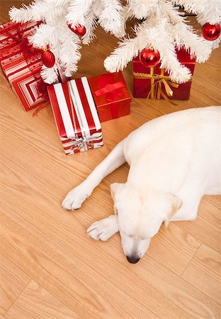 dog ball waiting - Beautiful Labrador retriever on Christmas day lying on the floor Stock Photo - Budget Royalty-Free & Subscription, Code: 400-05717532