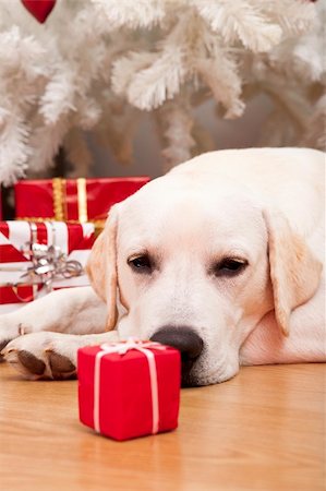 dog ball waiting - Beautiful Labrador retriever on Christmas day lying on the floor Stock Photo - Budget Royalty-Free & Subscription, Code: 400-05717533