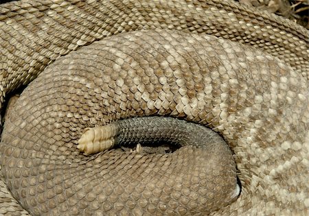 serpent à sonnette - Detail of the rattlesnake body with a rattle Photographie de stock - Aubaine LD & Abonnement, Code: 400-05717589