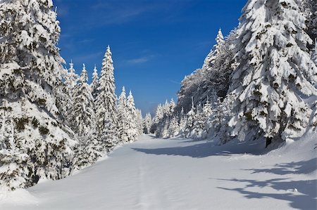 porojnicu (artist) - a pine forest in the middle of winter Stock Photo - Budget Royalty-Free & Subscription, Code: 400-05717701