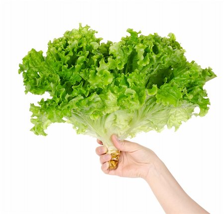 romaine lettuce leaf - Lettuce in hand isolated on white background Stock Photo - Budget Royalty-Free & Subscription, Code: 400-05718862