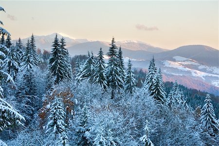 simsearch:400-04319458,k - winter sunset mountain landscape with rime and snow covered spruce trees  (Carpathian, Ukraine) Stock Photo - Budget Royalty-Free & Subscription, Code: 400-05719575