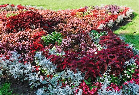simsearch:400-05705548,k - Blossoming colorful flowerbed in summer city park Fotografie stock - Microstock e Abbonamento, Codice: 400-05719578