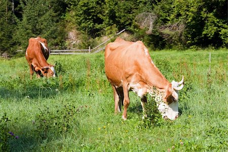 simsearch:400-06177045,k - Two cows grazing on summer morning meadow (Carpathian, Ukraine) Stock Photo - Budget Royalty-Free & Subscription, Code: 400-05719579