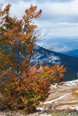 simsearch:400-05713513,k - October Carpathian mountain Borghava plateau with first winter snow and autumn colorful foliage Stock Photo - Budget Royalty-Free & Subscription, Code: 400-05719594