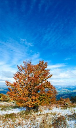 simsearch:400-05713513,k - October Carpathian mountain plateau with first winter snow and autumn colorful foliage Stock Photo - Budget Royalty-Free & Subscription, Code: 400-05719591