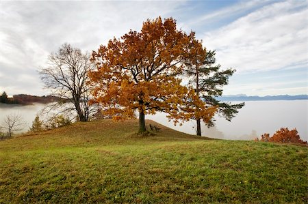 An image of a nice autumn landscape with the alps in the background Foto de stock - Super Valor sin royalties y Suscripción, Código: 400-05719674