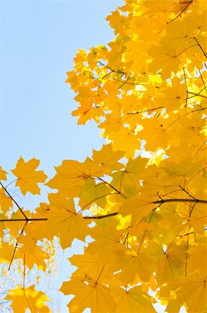 yellow maple leaves are in autumn on the branch Fotografie stock - Microstock e Abbonamento, Codice: 400-05719716