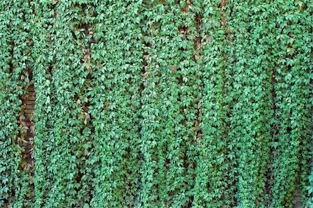 pergamepaper (artist) - ivy green wall Photographie de stock - Aubaine LD & Abonnement, Code: 400-05719719
