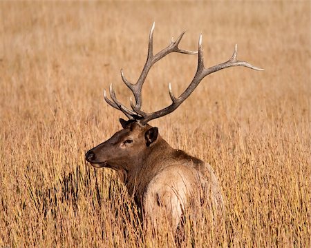 simsearch:400-05013206,k - Bull elk during fall in Yellowstone national park Stock Photo - Budget Royalty-Free & Subscription, Code: 400-05710499