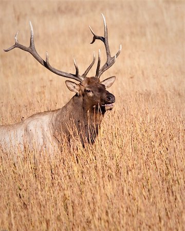 simsearch:400-05013206,k - Bull elk during fall in Yellowstone national park Stock Photo - Budget Royalty-Free & Subscription, Code: 400-05710504