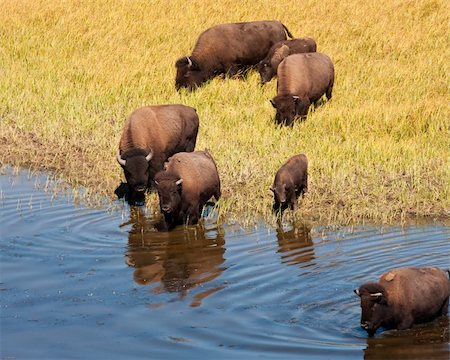 Bisons during fall in Yellowstone national park Foto de stock - Super Valor sin royalties y Suscripción, Código: 400-05710507