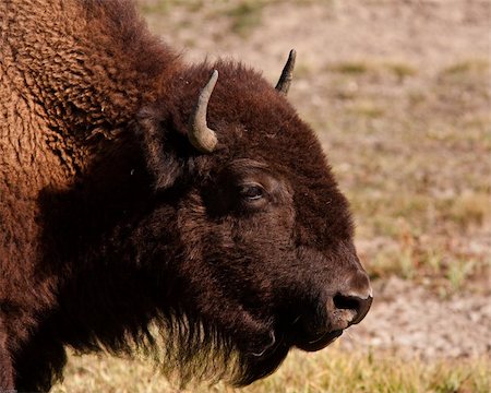 Close up of a bison  during fall in Yellowstone park Stock Photo - Budget Royalty-Free & Subscription, Code: 400-05710508