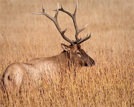 simsearch:400-05013206,k - Bull elk during fall in Yellowstone national park Stock Photo - Budget Royalty-Free & Subscription, Code: 400-05710500