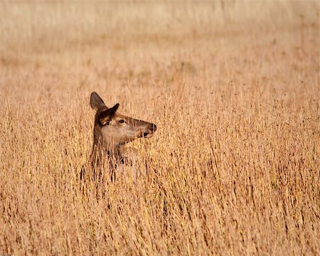 simsearch:400-05013206,k - Elk during fall in Yellowstone national park Stock Photo - Budget Royalty-Free & Subscription, Code: 400-05710501