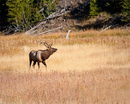 simsearch:400-05013206,k - Bull elk during fall in Yellowstone national park Stock Photo - Budget Royalty-Free & Subscription, Code: 400-05710502