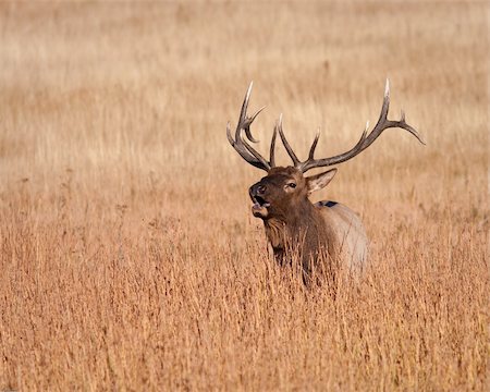 simsearch:400-05013206,k - Bull elk during fall in Yellowstone national park Stock Photo - Budget Royalty-Free & Subscription, Code: 400-05710503