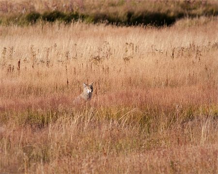Coyote in the grass during fall in Yellowstone park Stock Photo - Budget Royalty-Free & Subscription, Code: 400-05710511