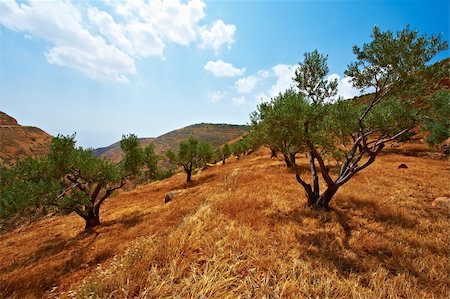 Olive Grove on the Slopes of the Mountains of Samaria, Israel Stock Photo - Budget Royalty-Free & Subscription, Code: 400-05711069