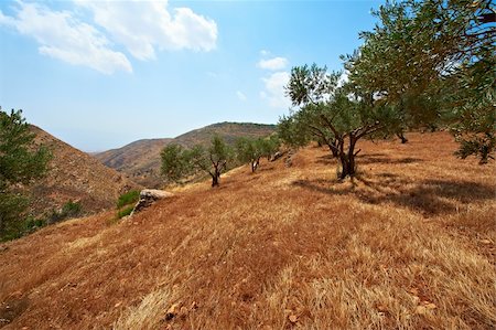 Olive Grove on the Slopes of the Mountains of Samaria, Israel Photographie de stock - Aubaine LD & Abonnement, Code: 400-05711165