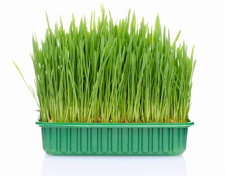 simsearch:400-05744585,k - Green grass in flowerpot isolated on white background Stock Photo - Budget Royalty-Free & Subscription, Code: 400-05711169