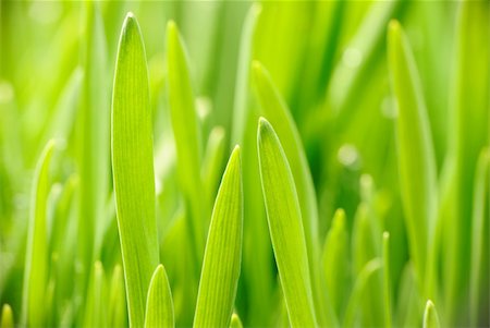 simsearch:400-05744585,k - Green grass close up background Stock Photo - Budget Royalty-Free & Subscription, Code: 400-05711170