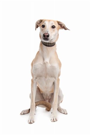 Mixed breed dog in front of a white background Stock Photo - Budget Royalty-Free & Subscription, Code: 400-05711337