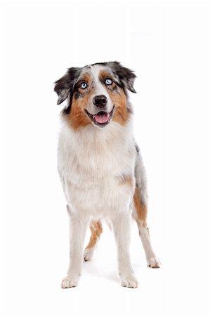 simsearch:400-04371584,k - Australian Shepherd in front of a white background Foto de stock - Super Valor sin royalties y Suscripción, Código: 400-05711349