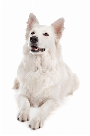 sheep dog - White Shepherd Dog in front of a white background Photographie de stock - Aubaine LD & Abonnement, Code: 400-05711366