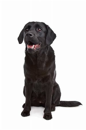 cross breed dog of a Labrador and a Flat-Coated Retriever in front of a white background Stock Photo - Budget Royalty-Free & Subscription, Code: 400-05711379