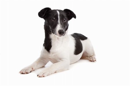 eriklam (artist) - Jack Russel Terrier in front of a white background Stock Photo - Budget Royalty-Free & Subscription, Code: 400-05711371