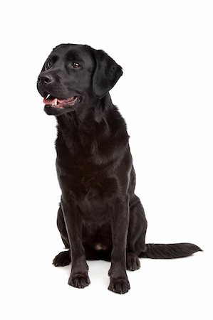 cross breed dog of a Labrador and a Flat-Coated Retriever in front of a white background Photographie de stock - Aubaine LD & Abonnement, Code: 400-05711380