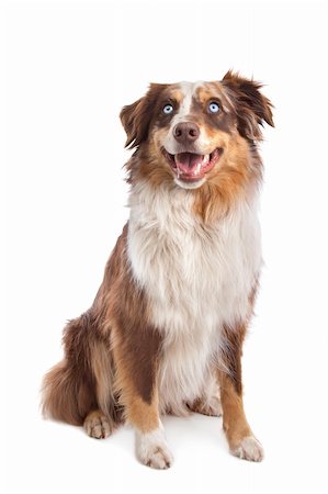 simsearch:400-05713947,k - Australian Shepherd in front of a white background Stock Photo - Budget Royalty-Free & Subscription, Code: 400-05711382