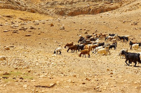 simsearch:400-05684520,k - Herd of Goats Grazing in the Mountains of Samaria, Israel Stock Photo - Budget Royalty-Free & Subscription, Code: 400-05711486