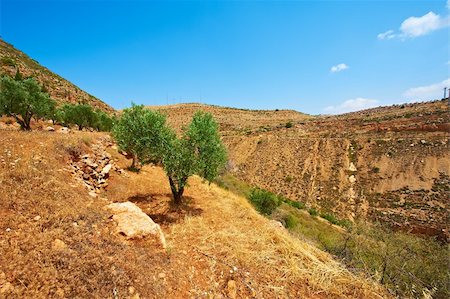 Olive Grove on the Slopes of the Mountains of Samaria, Israel Photographie de stock - Aubaine LD & Abonnement, Code: 400-05711550