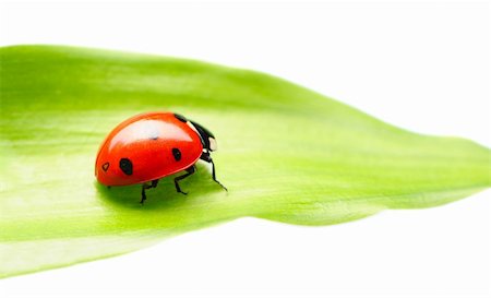 simsearch:400-05883361,k - Ladybug on a leaf over white Photographie de stock - Aubaine LD & Abonnement, Code: 400-05711580