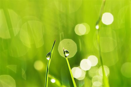 Morning grass with dew drops Stock Photo - Budget Royalty-Free & Subscription, Code: 400-05711638