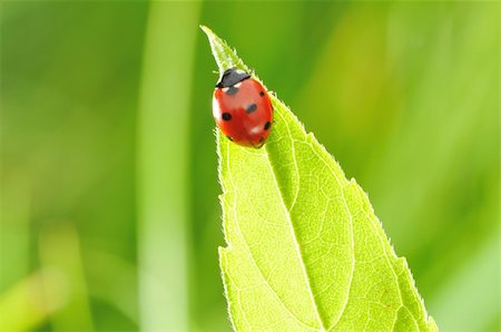 simsearch:400-05883361,k - Ladybug on a grass with shallow DOF Photographie de stock - Aubaine LD & Abonnement, Code: 400-05711640