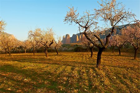Plantation of Flowering Almonds on a Background of Rocks in the Spanish Pyrenees Stock Photo - Budget Royalty-Free & Subscription, Code: 400-05711666