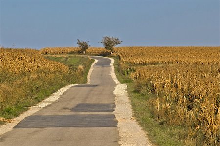 Beautiful countryside road through golden cornfields under blue sky Stock Photo - Budget Royalty-Free & Subscription, Code: 400-05711705