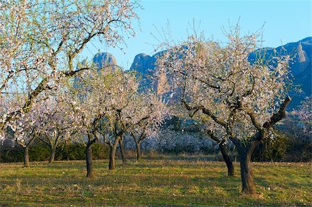 Plantation of Flowering Almonds on a Background of Rocks in the Spanish Pyrenees Photographie de stock - Aubaine LD & Abonnement, Code: 400-05711764