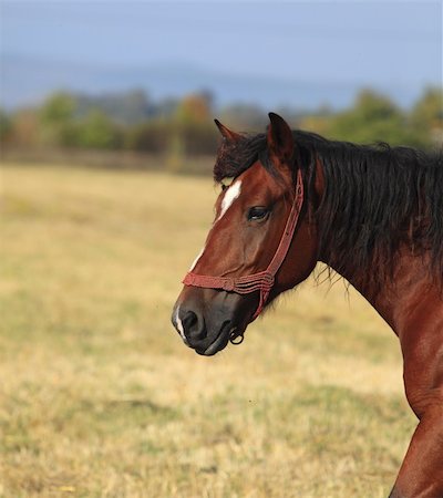 simsearch:400-03977859,k - Profile of a horse in front of the herd of horses. Photographie de stock - Aubaine LD & Abonnement, Code: 400-05712159